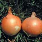 Choose-the-right-onion-variety