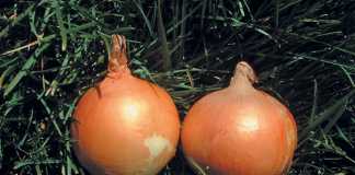 Choose-the-right-onion-variety