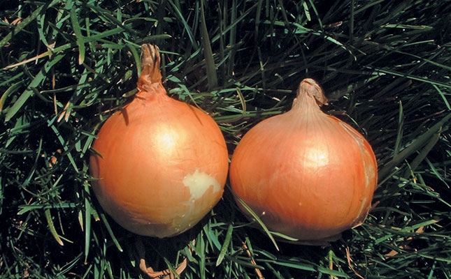 Choose the right onion variety