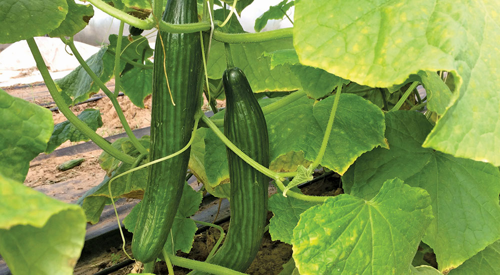 Cucumber sorting tool