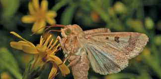 cotton-bollworm-Helicoverpa-armigera