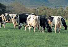 dairy-cows-holsteins-puttergill