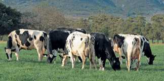 dairy-cows-holsteins-puttergill