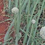 Planting dates for onions