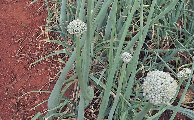 Planting dates for onions