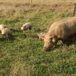 6 facts about feeding pigs
