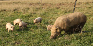 6 facts about feeding pigs