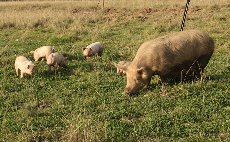 6 facts about feeding pigs