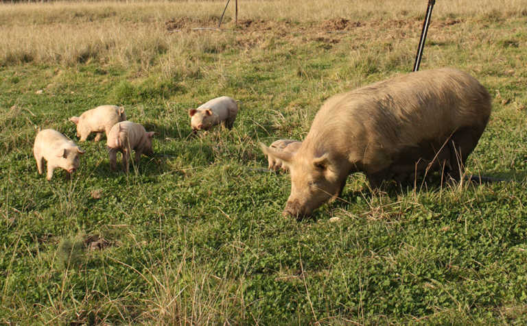 6 facts about feeding pigs 6 facts about feeding pigs