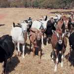 veld-reared-goats