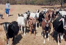 veld-reared-goats
