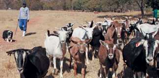 veld-reared-goats