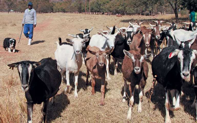 Better milk, better cheese from veld-reared goats