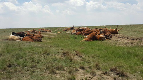 Land dispute possibly behind mass cattle poisoning