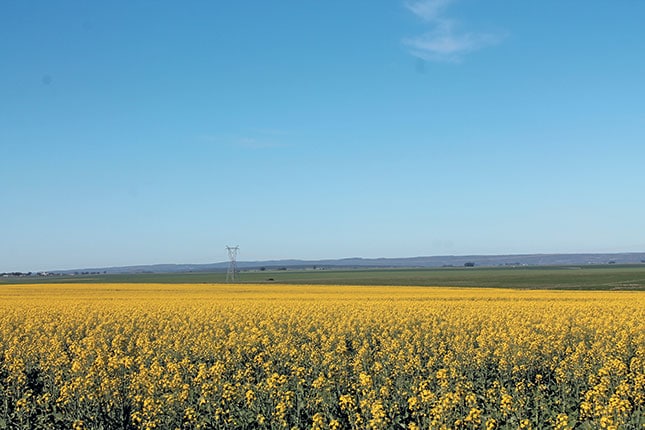 Canola: effective rotation crop, profitable cash crop