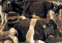 Enzootic bovine leucosis: Dairy’s cancer time bomb