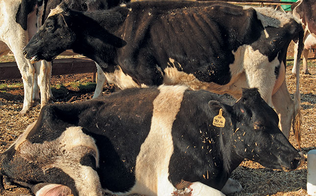 Enzootic bovine leucosis: Dairy’s cancer time bomb