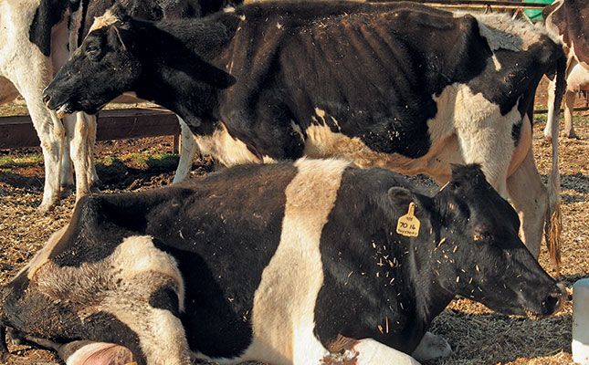 Enzootic bovine leucosis: Dairy’s cancer time bomb Enzootic bovine leucosis: Dairy’s cancer time bomb
