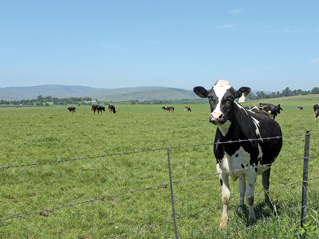 Farmers need to dispel consumer misconceptions about milk
