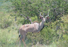 wildlife rabies vaccine