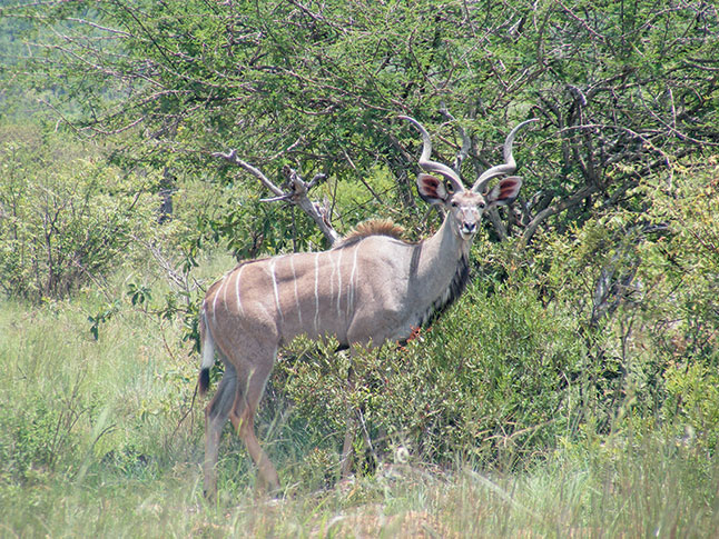 Oral vaccination against kudu rabies in Namibia