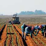 peter-da-rocha-cultivar-selection