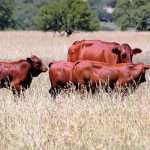 stock theft cattle