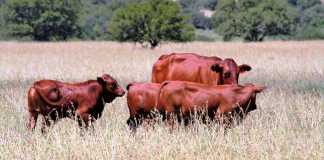 stock theft cattle