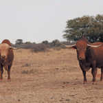 cloete-grass-fed-afrikaner-bulls