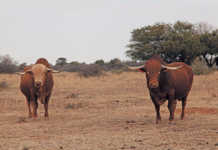 cloete-grass-fed-afrikaner-bulls