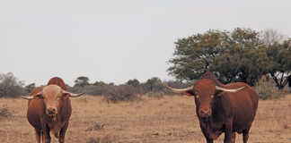 cloete-grass-fed-afrikaner-bulls