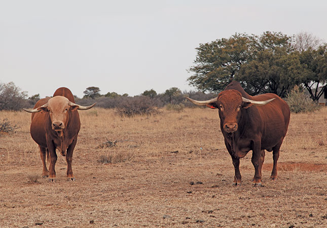 The way forward with grass-fed beef