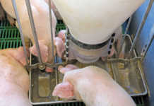 Intensive or free-range pig farming?