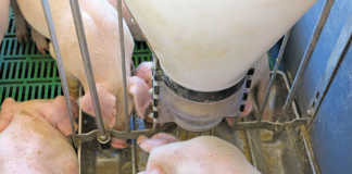 Intensive or free-range pig farming?