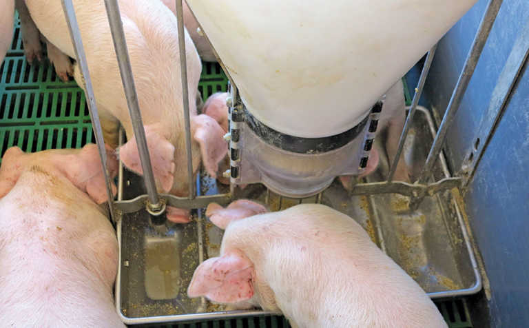 Intensive or free-range pig farming?