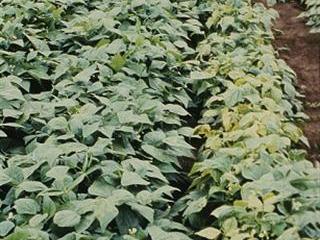 Blight can make a bean crop worthless Blight can make a bean crop worthless