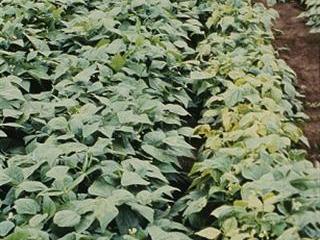 Blight can make a bean crop worthless