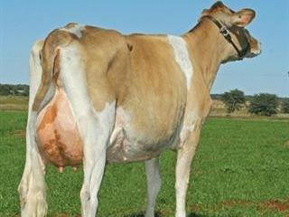 The biosynthesis of milk The biosynthesis of milk