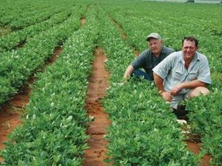 Beating wild lucerne in groundnuts