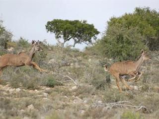 Where have all the kudus gone?