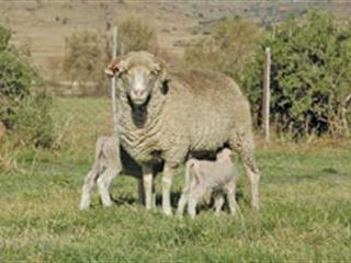 From the Karoo to the catwalk: The journey of the Charmac Merino From the Karoo to the catwalk: The journey of the Charmac Merino