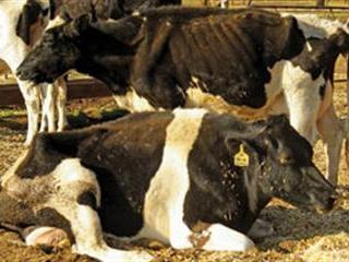 Spotlight on enzootic bovine leukaemia