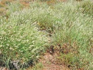 Grasses, grazers and grazing