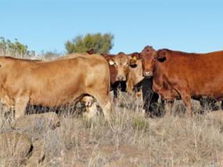 Eastern Cape farmers in search of the optimum cow