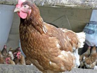 From pipe dream  to poultry success