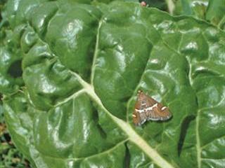 Dealing with Hawaiian beet webworm the biological way