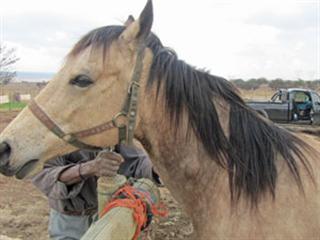 Treating abscesses Treating abscesses