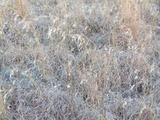 Shocking damage to Karoo veld Shocking damage to Karoo veld