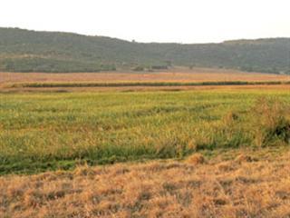 Diversification: spreading the risk on a Tanzanian farm Diversification: spreading the risk on a Tanzanian farm