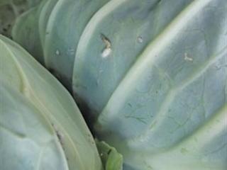 Practicing IPM with cabbages